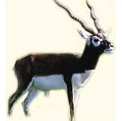 Black Buck-Antelope
